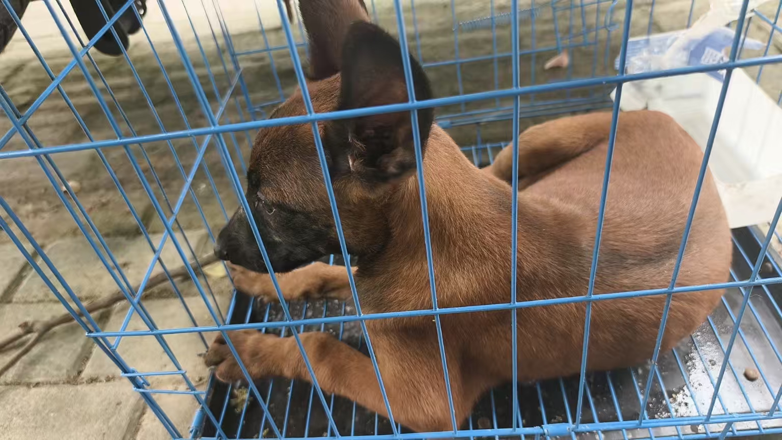 马犬性格非常好！非常喜欢沾着人！听指挥！不喜欢乱跑！